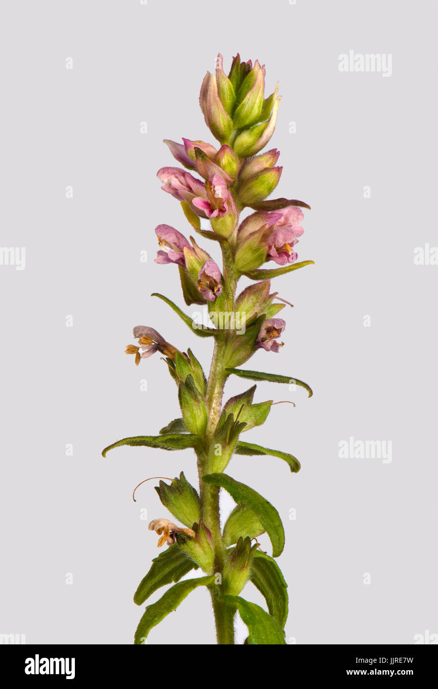 Flower spike of red bartsia, Odontites vernus, a partial parasite of grass against a white background, Berkshire, July Stock Photo