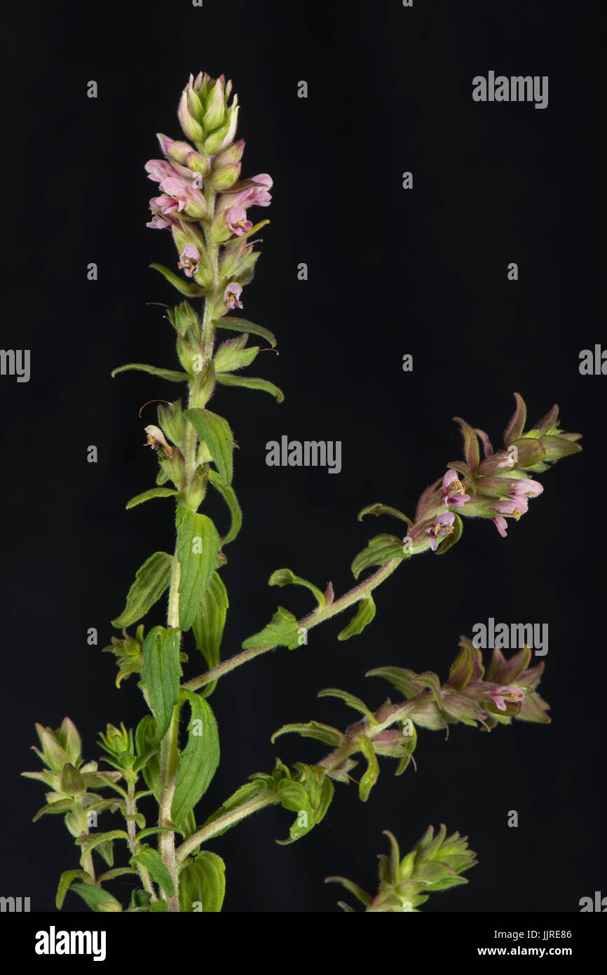 Flower spike of red bartsia, Odontites vernus, a partial parasite of grass against a black background, Berkshire, July Stock Photo