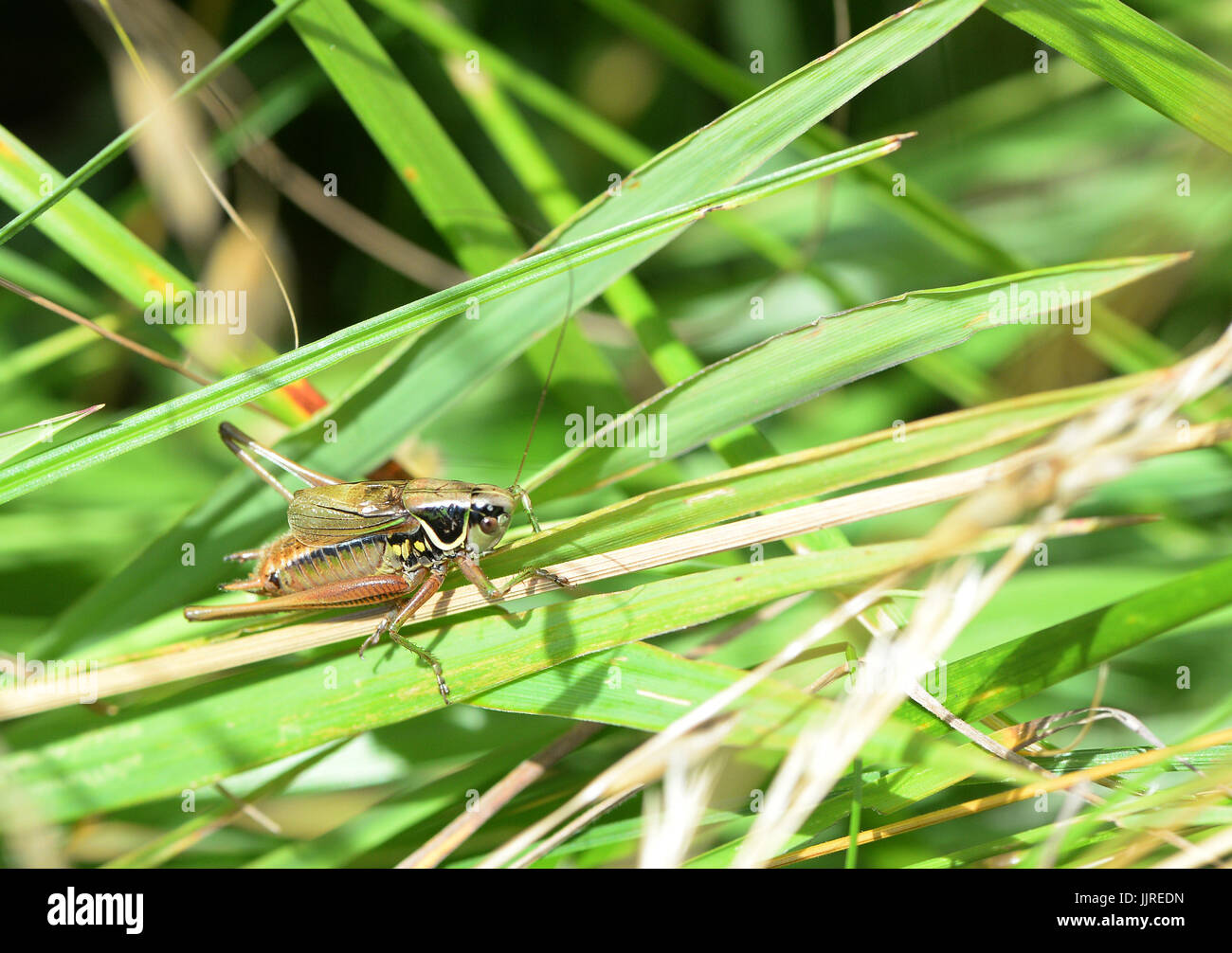 Insect englnd hi-res stock photography and images - Alamy