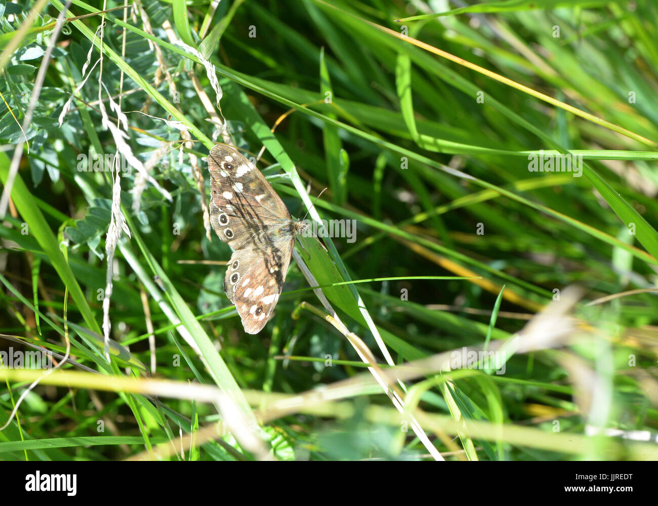 Speckled wood butterfly in Chimney Meadow, Oxfordshire, England, UK Stock Photo