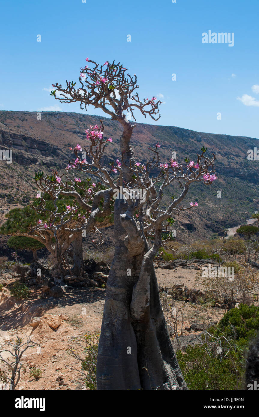 Bottle Trees In Bloom In The Dragon Blood Trees Forest Of Dirhur Stock Photo Alamy