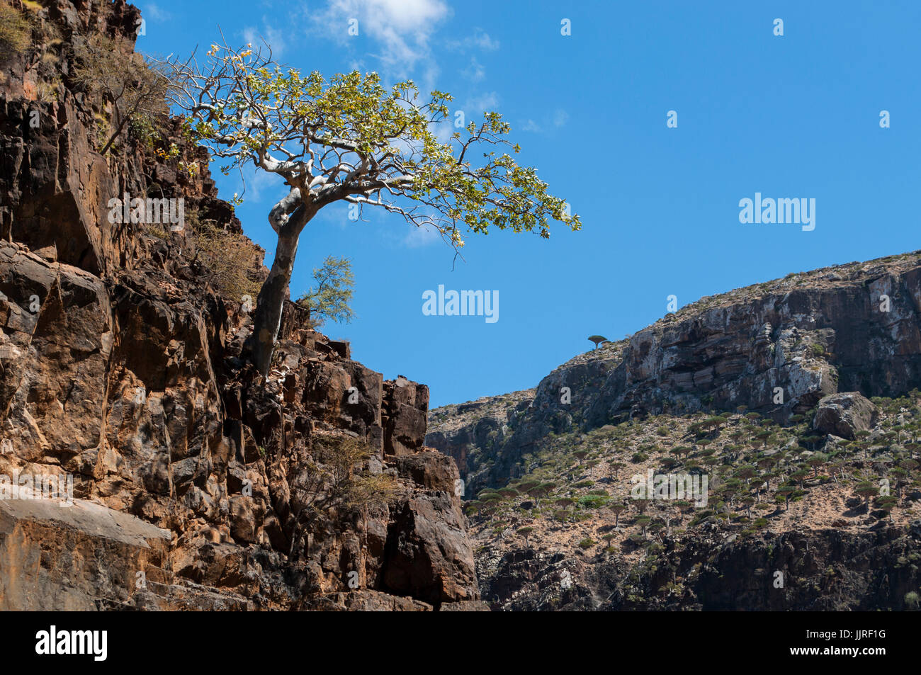 Yemen: a tree on a rock in the oasis of Dirhur in the Dragon Blood trees forest on the island of Socotra, Unesco world heritage site since 2008 Stock Photo
