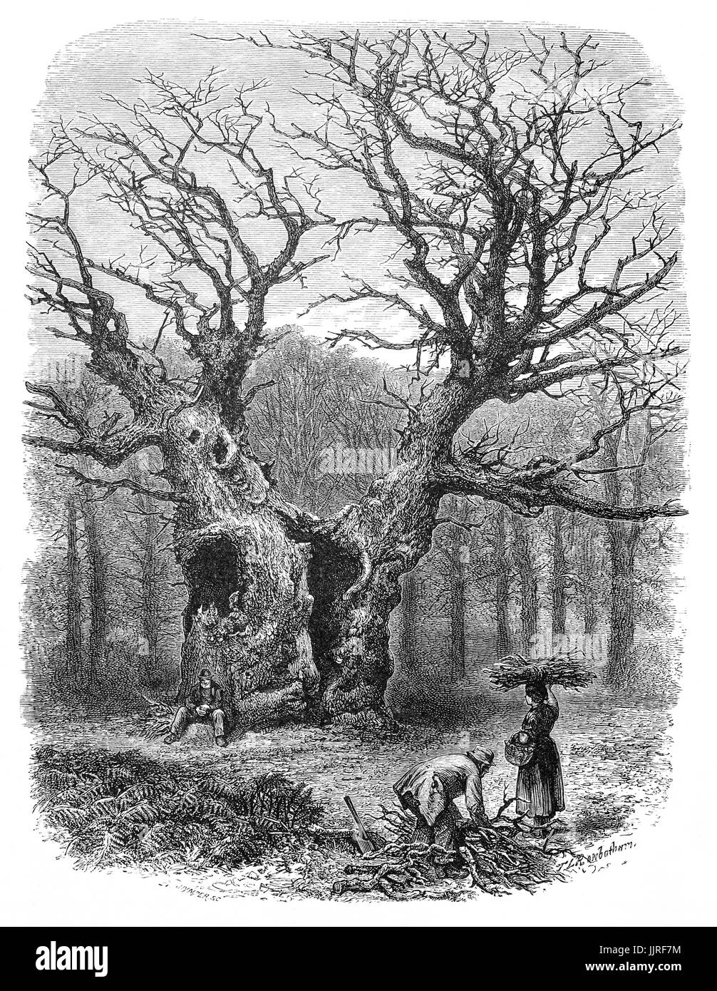 1870: Collecting firewood in front of William the Conquerers Oak in Windsor Great Park, Windsor Castle, Berkshire, England Stock Photo
