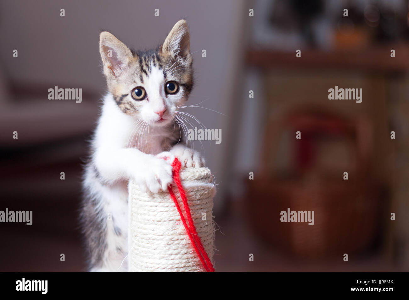 Gym kitten clearance