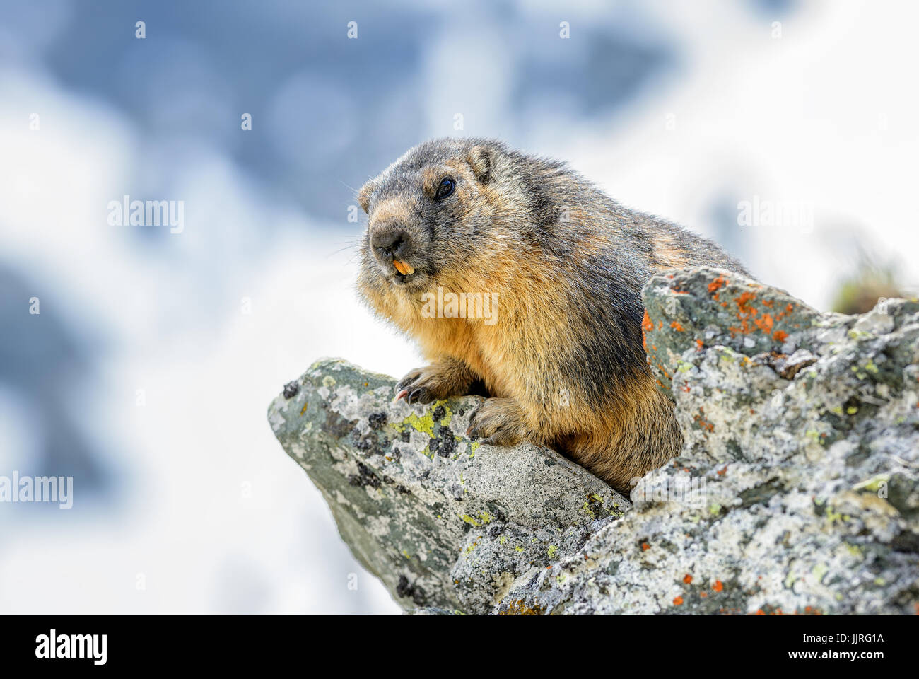 Alpine Marmot -  Marmota marmota, Alps, the highest European mountains. Austria. Stock Photo