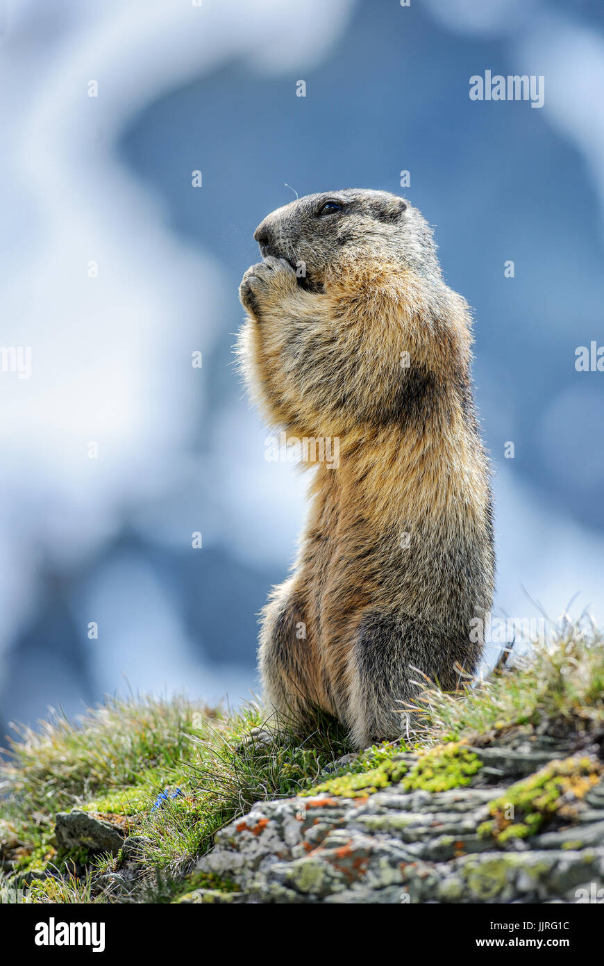 Alpine Marmot -  Marmota marmota, Alps, the highest European mountains. Austria. Stock Photo
