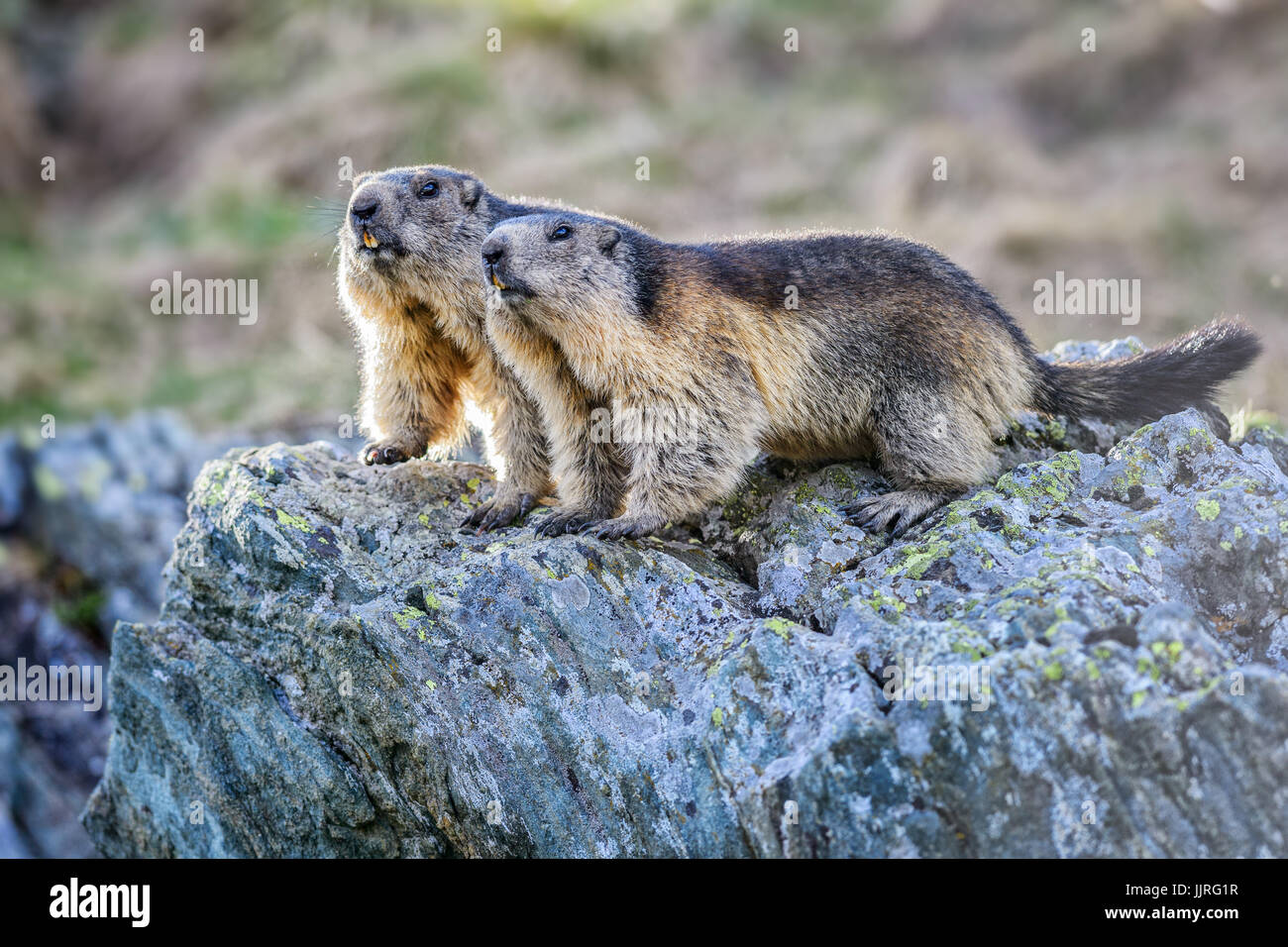 Alpine Marmot