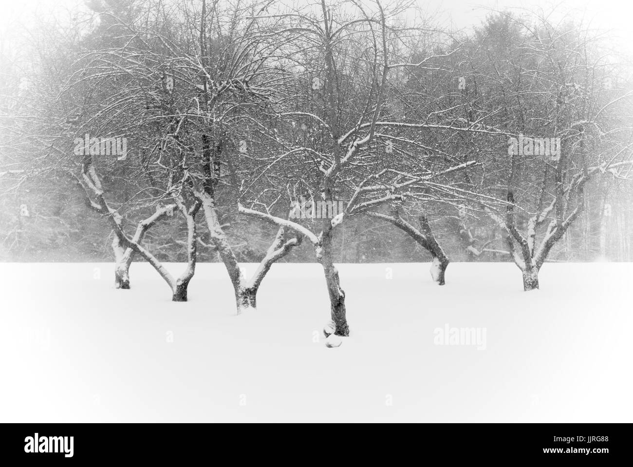 maine apple orchard on snowy winter day Stock Photo Alamy