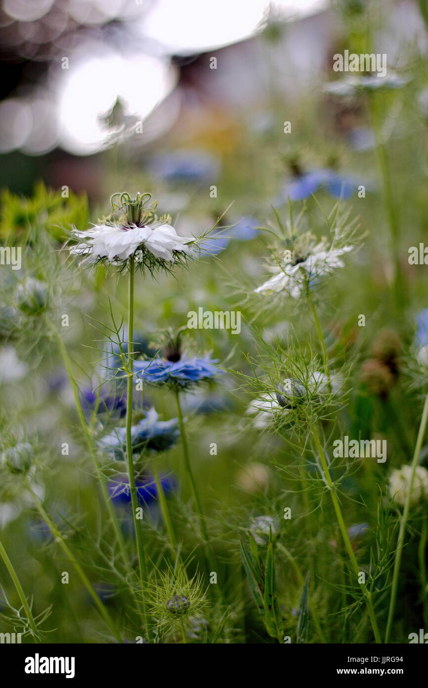 Cornflower Meadow Garden High Resolution Stock Photography and Images
