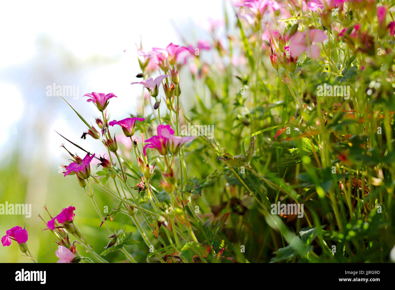 Pink wild geranium growing in an English meadow during the Summer Stock ...