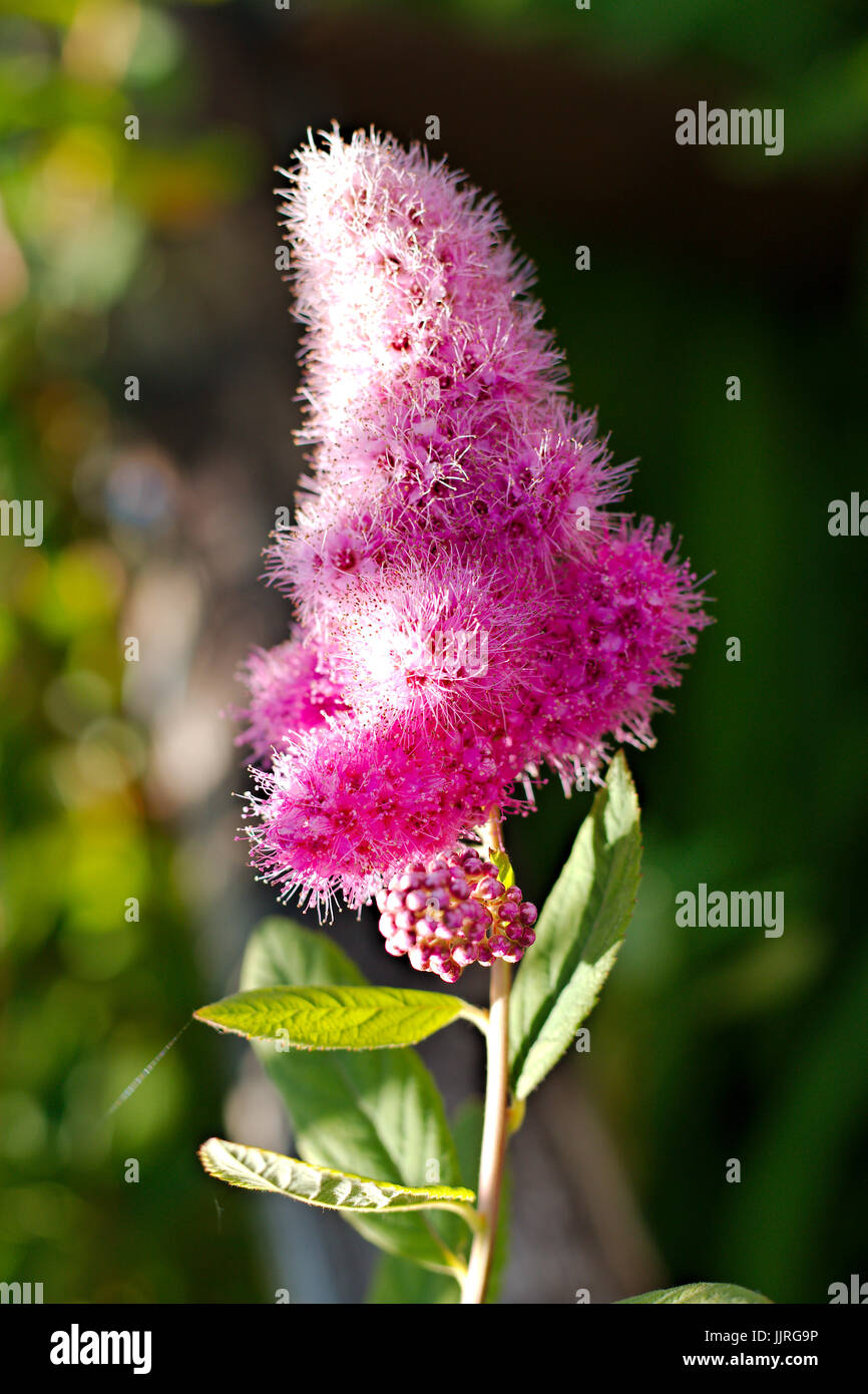 https://c8.alamy.com/comp/JJRG9P/pink-bottle-brush-plant-in-bloom-JJRG9P.jpg