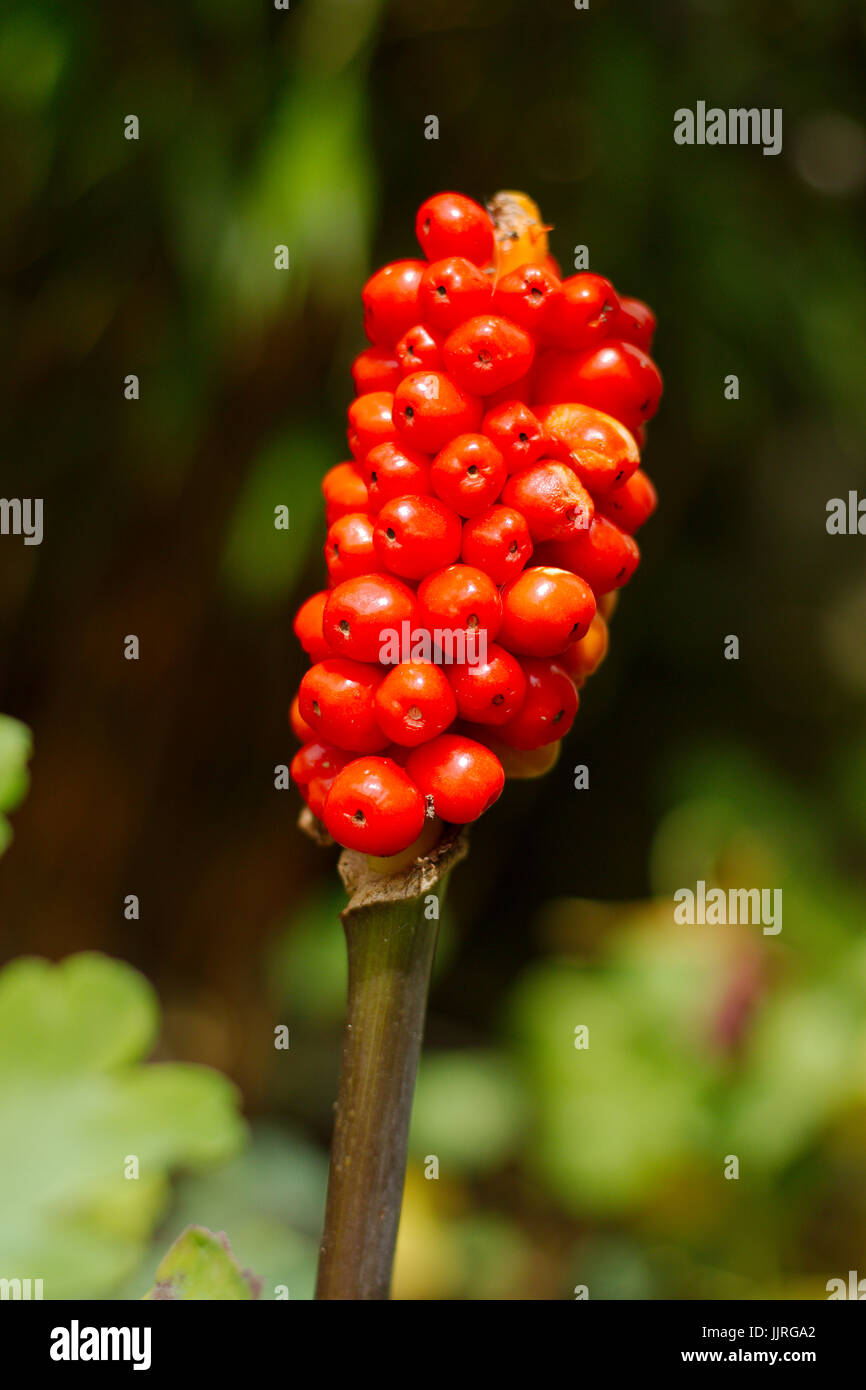 Cuckoo pint wild flower Stock Photo Alamy