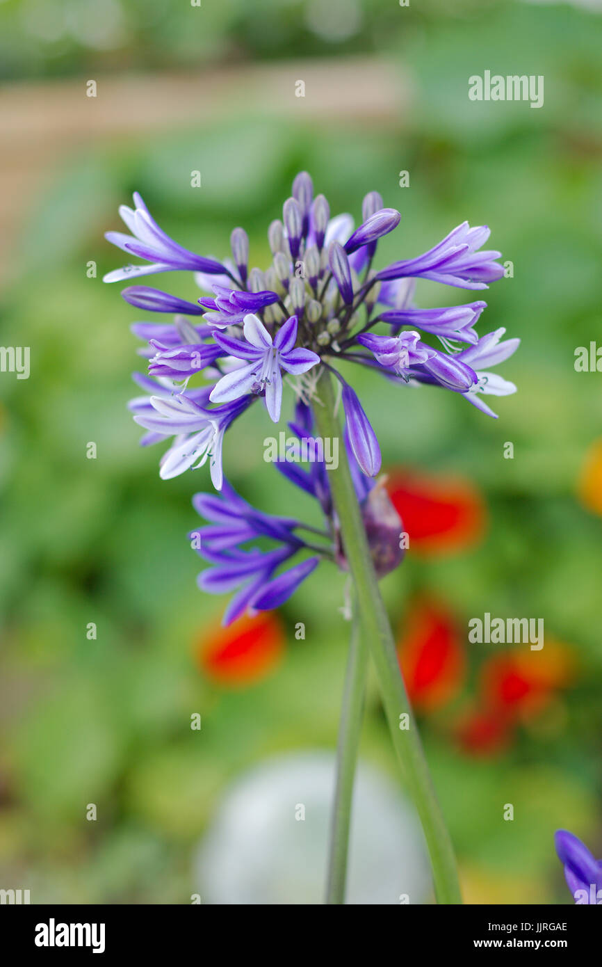 Agapanthus (African lily or Lady of the Nile) are summer-flowering plants,common in shades of blue and purple. Stock Photo