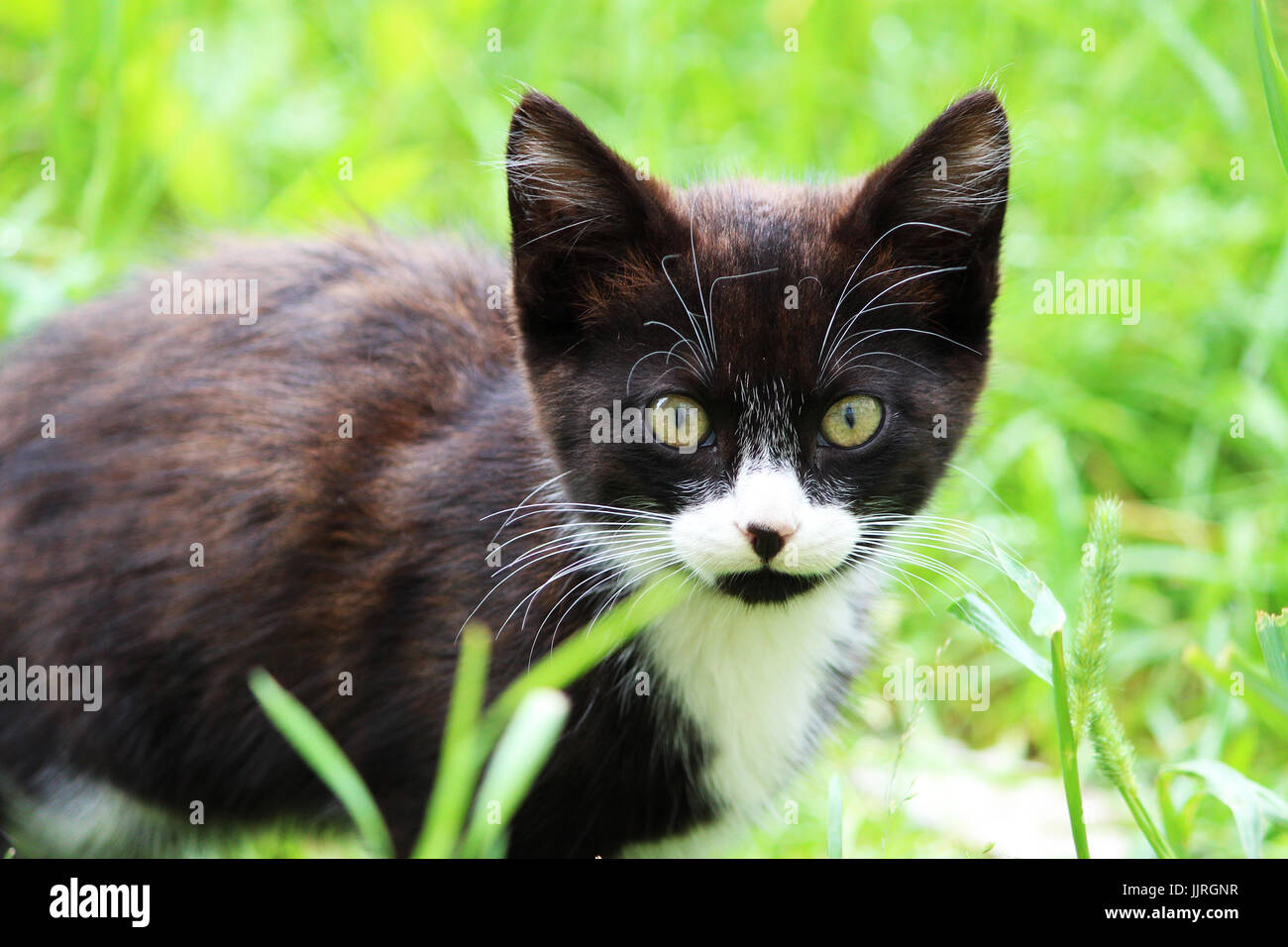 Black and white kitten on a green grass background Stock Photo - Alamy