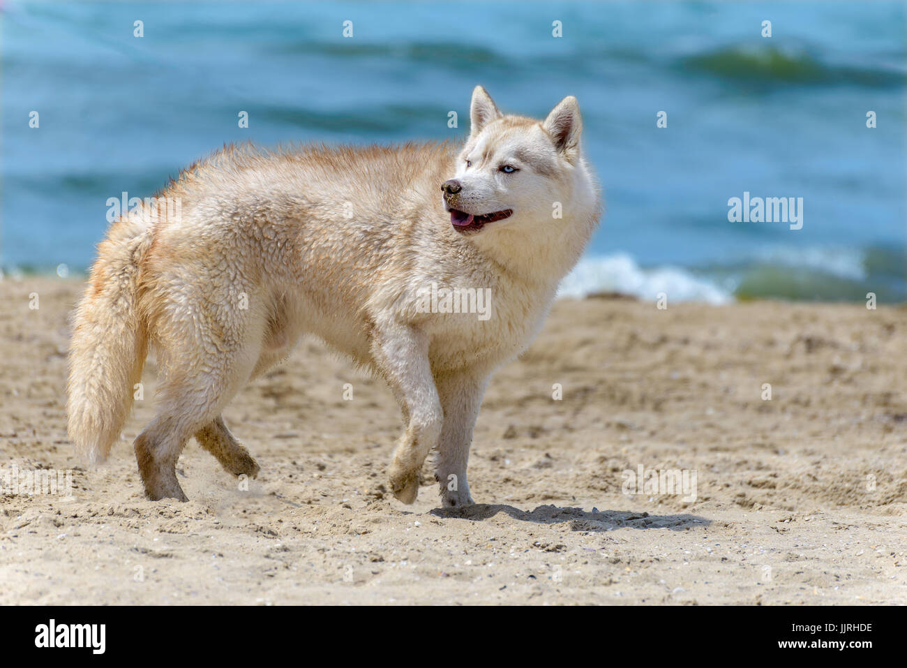 The dog breed Husky  runs along the sand beach Stock Photo