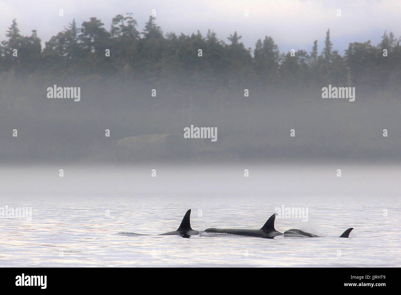 Family of Northern Resident orca killer whales surfacing in the mist near Telegraph Cove in British Columbia Stock Photo