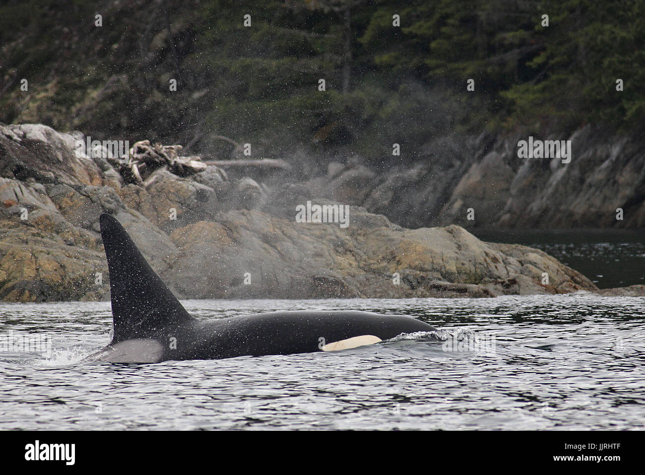 Transient adult male orca whale surfacing Stock Photo