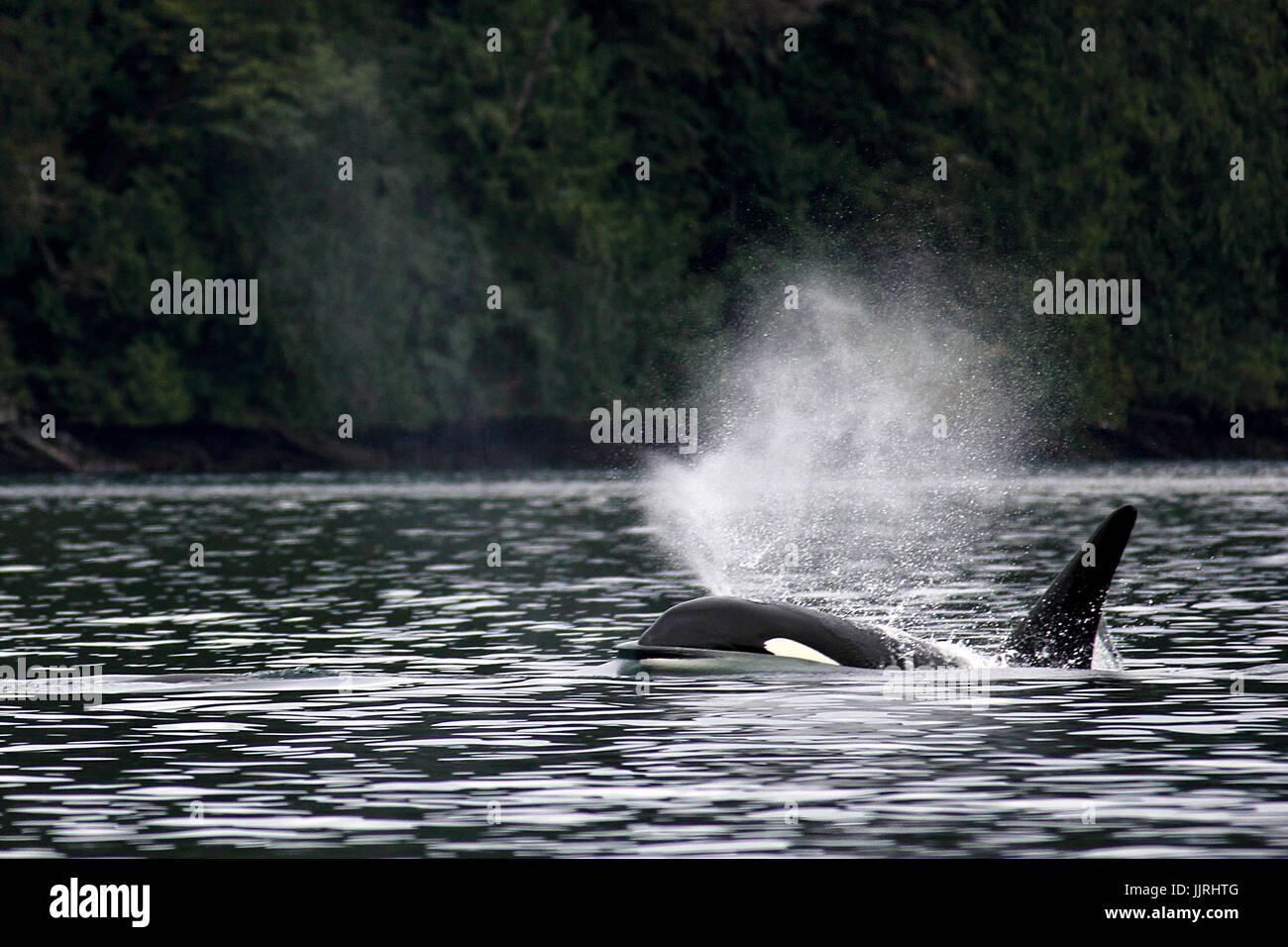 Transient orca whale surfacing Stock Photo