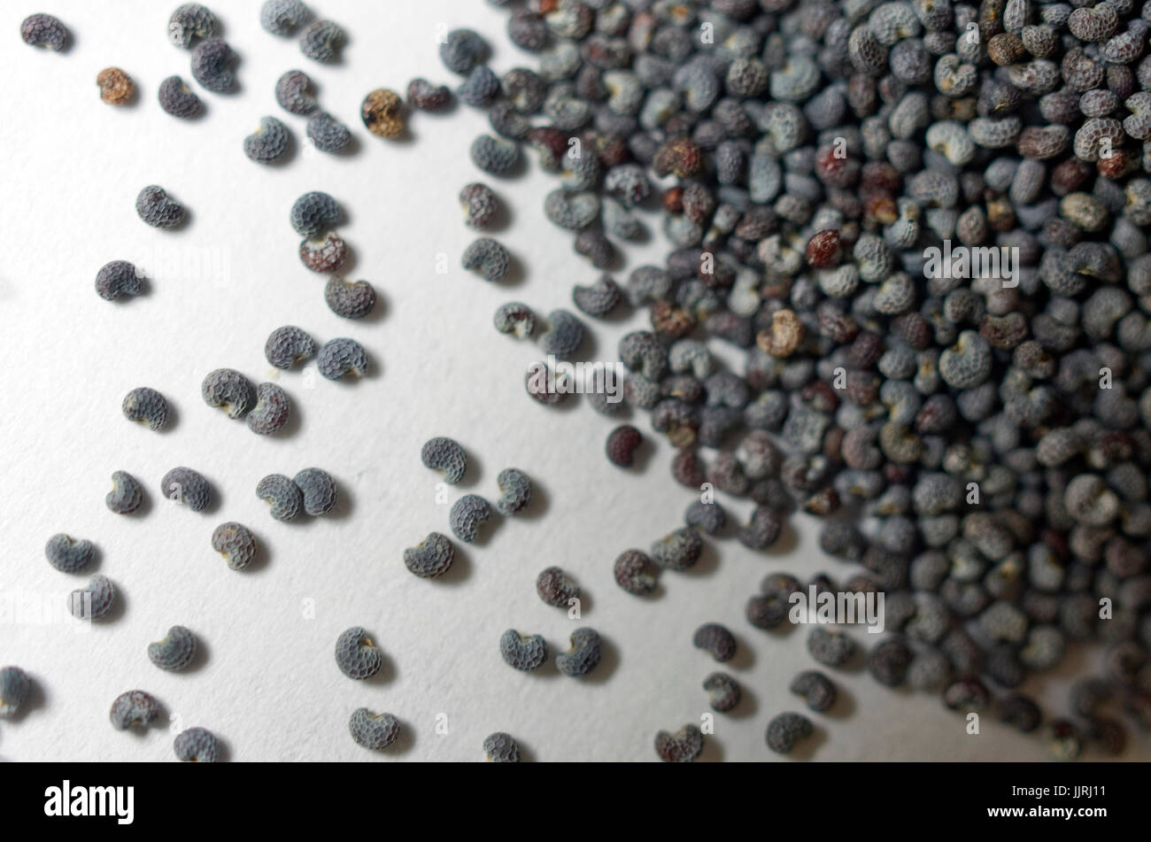 Kidney shaped seeds hires stock photography and images Alamy