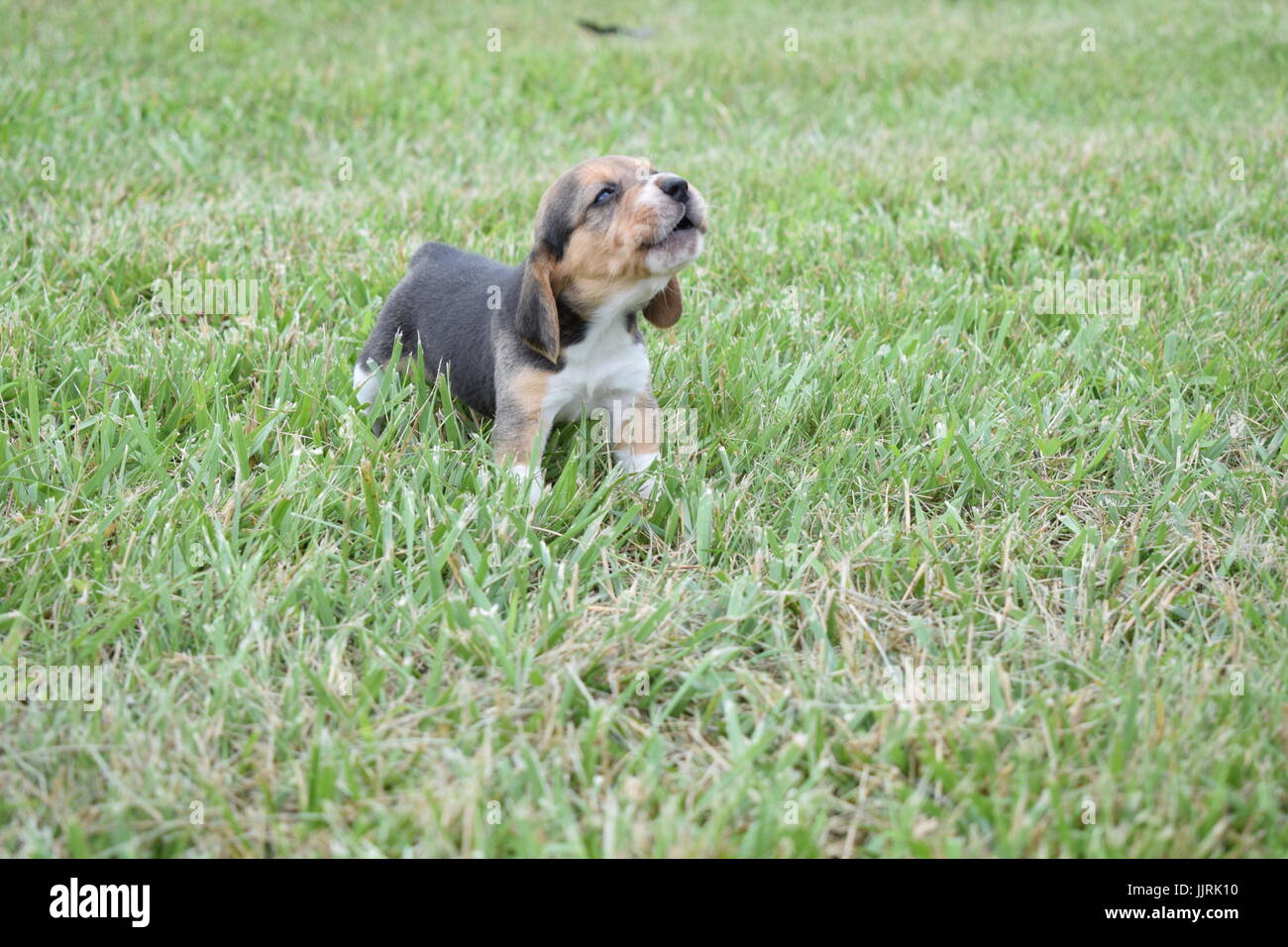Puppy barking Stock Photo Alamy