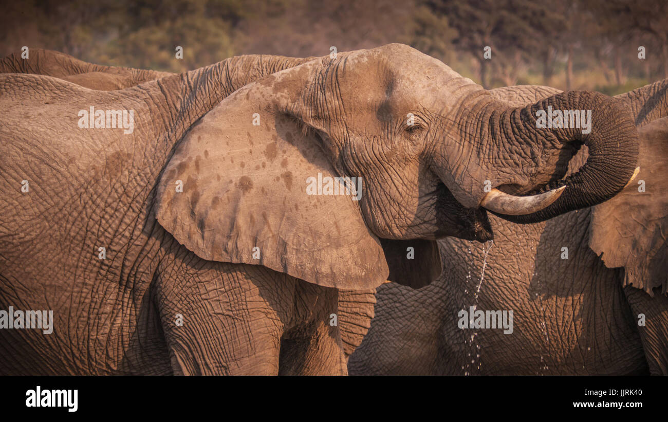 Male African elephant with tusks drinking water using his curled trunk