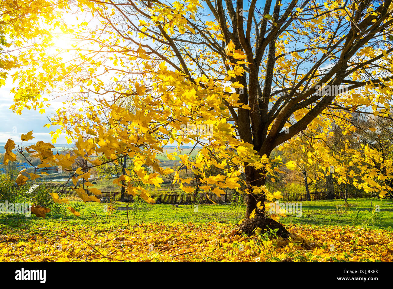 Colorful Tree