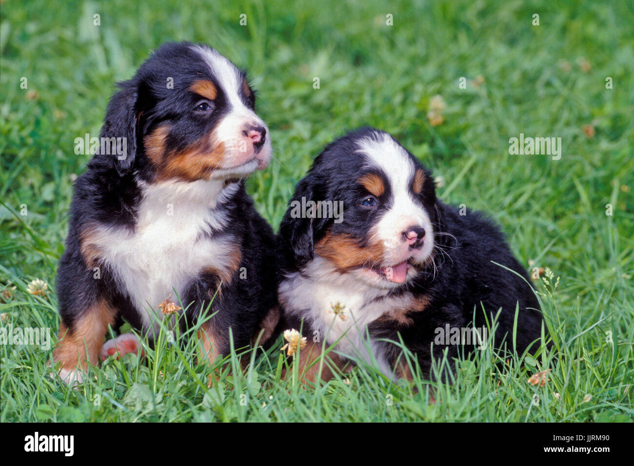 Green best sale mountain puppies