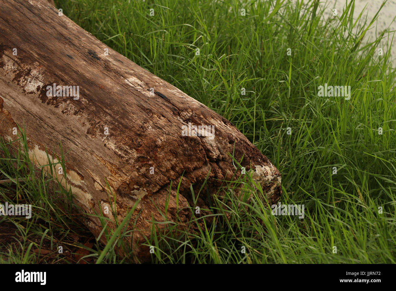 Big Log High Resolution Stock Photography and Images - Alamy