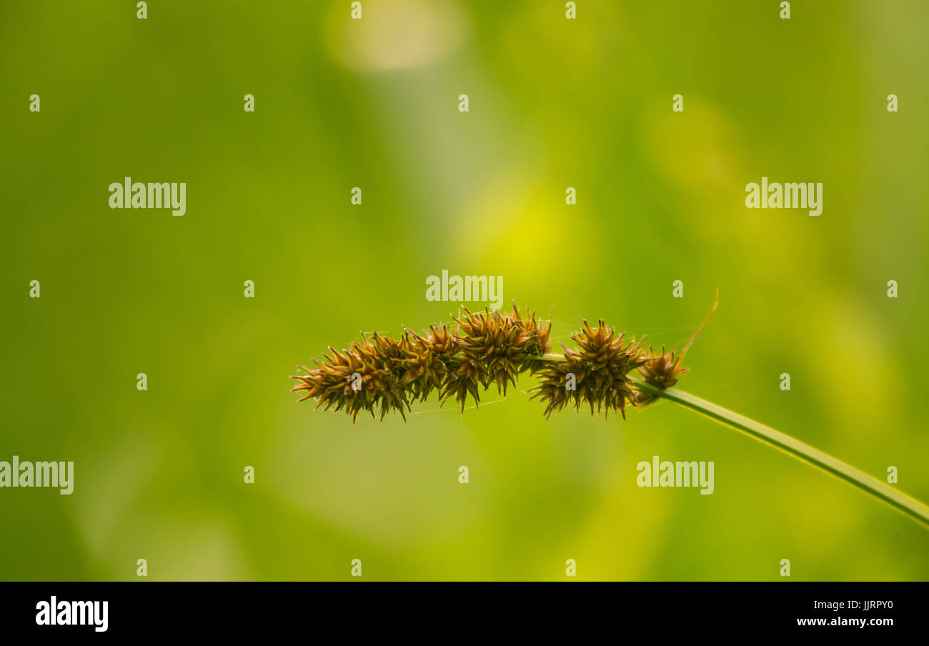 A beautiful sedge grass growing in a wet meadow near river. Vibrant summer scenery. Stock Photo