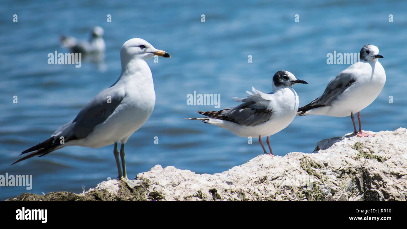 Types of sea gulls hires stock photography and images Alamy