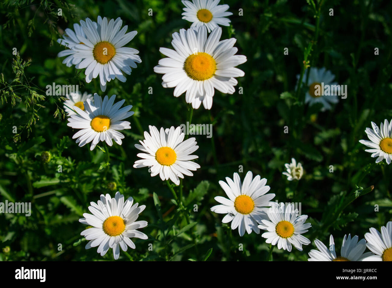 Picking Wildflowers Stock Photo Alamy