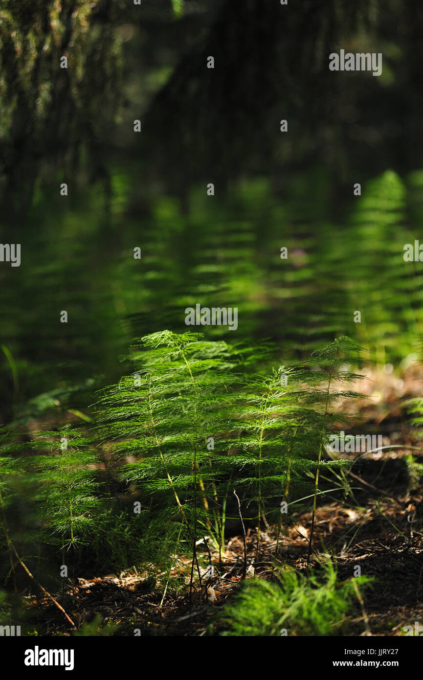 Plants of the magic forest. Horsetail. Stock Photo