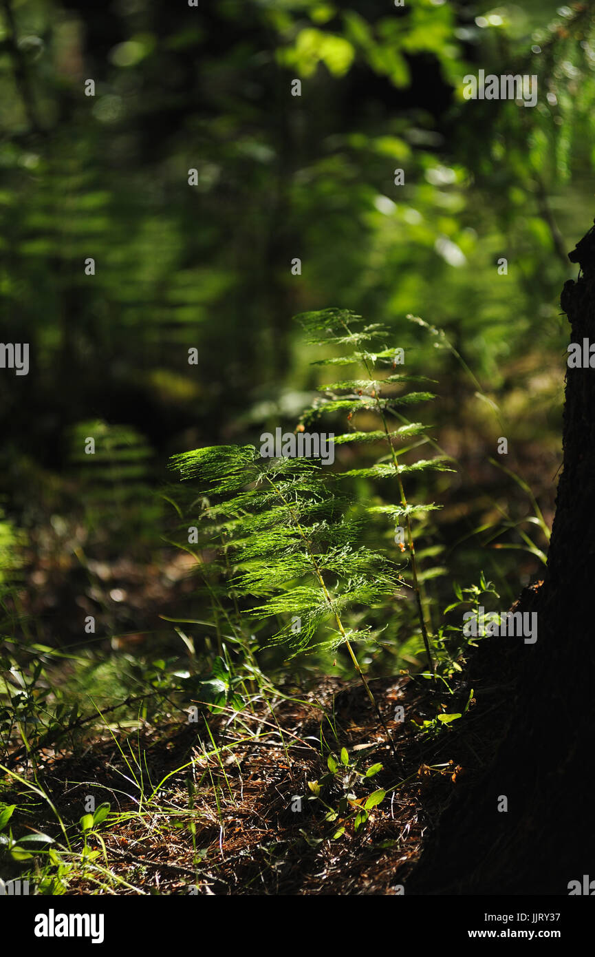 Plants of the magic forest. Horsetail. Stock Photo