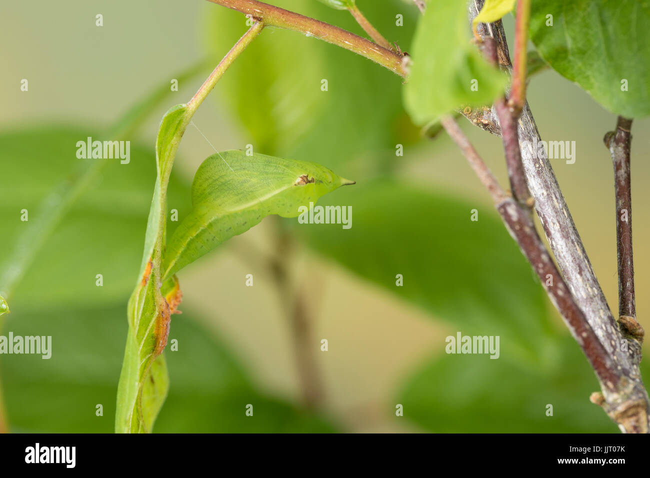 Zitronenfalter, Zitronen-Falter, Puppe, Gürtelpuppe gut getarnt, Gonepteryx  rhamni, brimstone, brimstone butterfly, pupa, pupae, Le Citron Stock Photo  - Alamy