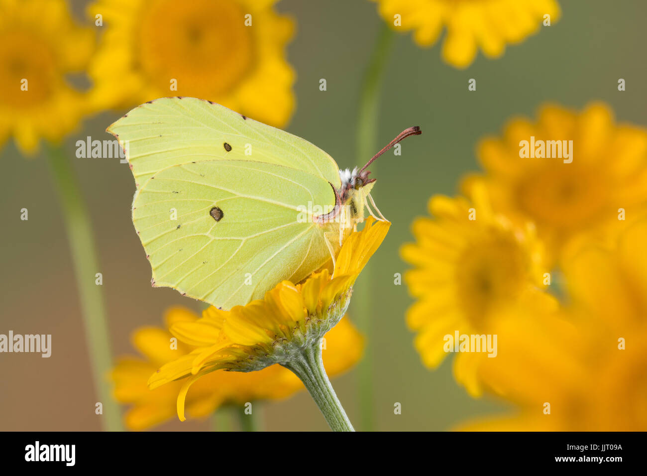 Zitronenfalter, Zitronen-Falter, Gonepteryx rhamni, brimstone, brimstone butterfly, Le Citron Stock Photo