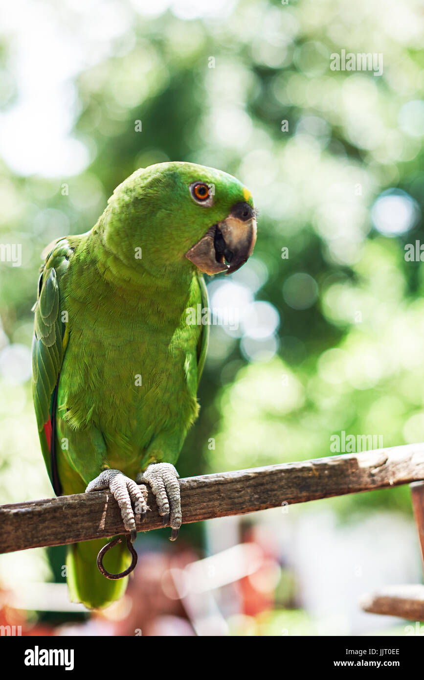 Colorful parrot sit on branch with blurred nature background Stock Photo