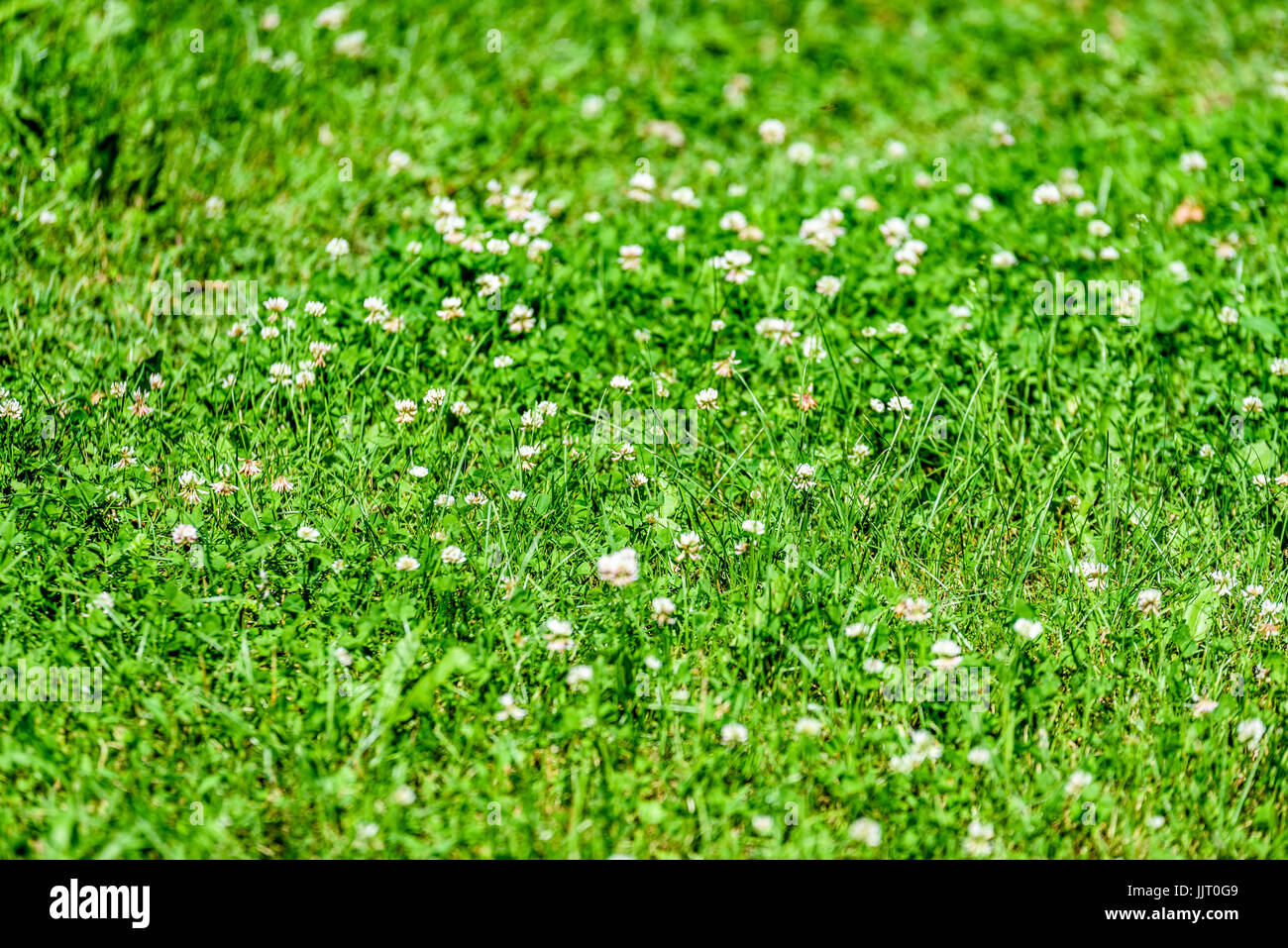 sunny meadow with flowers and green grass in summer at countryside ...