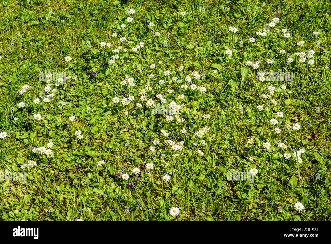 sunny meadow with flowers and green grass in summer at countryside ...
