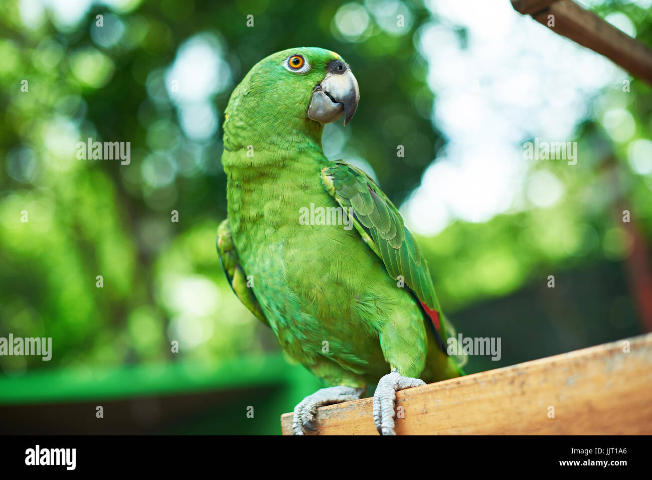 Green parrot sitting on branch on blurred nature background Stock Photo