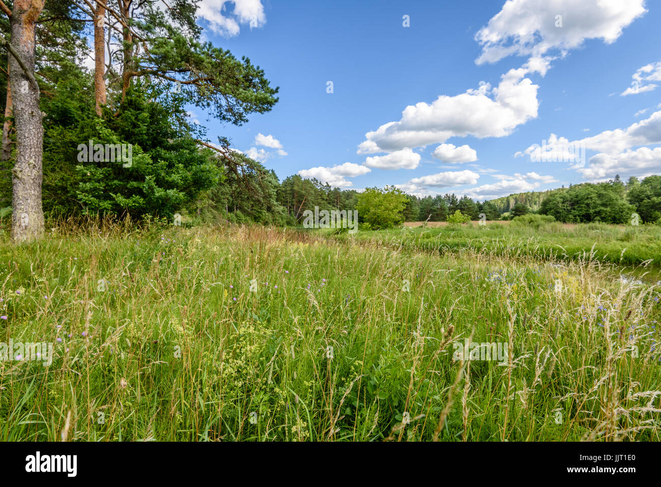 sunny meadow with flowers and green grass in summer at countryside and ...