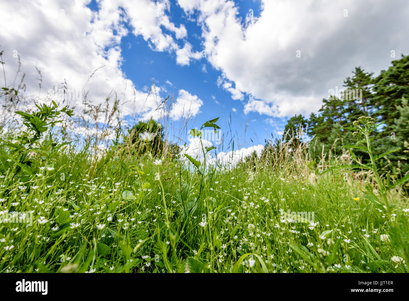 sunny meadow with flowers and green grass in summer at countryside and ...