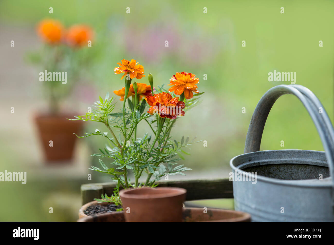 Tagetes in clay pots. Stock Photo