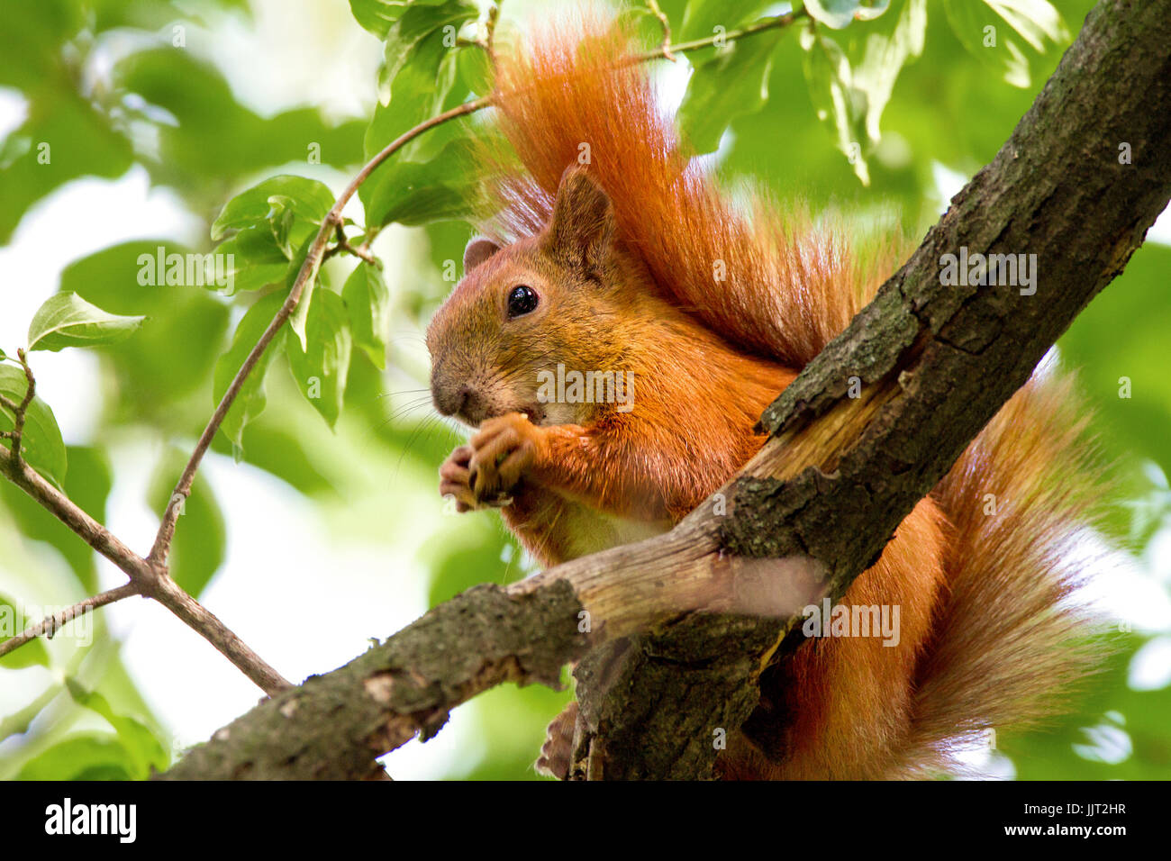 An image of a wild animal a squirrel on a tree eats Stock Photo