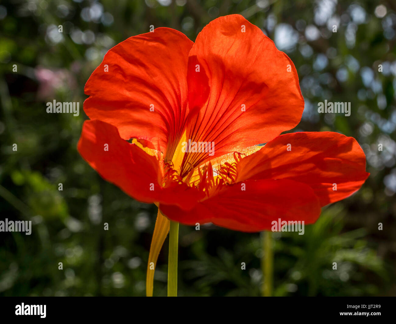 Red Nasturtium (Tropaeolum majus), Bavaria, Germany Stock Photo