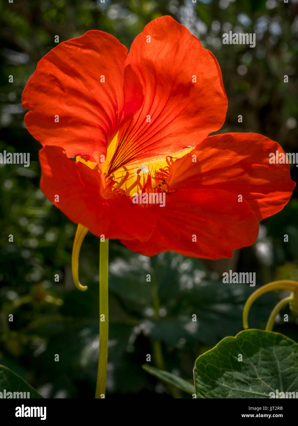 Red Nasturtium (Tropaeolum majus), Bavaria, Germany Stock Photo