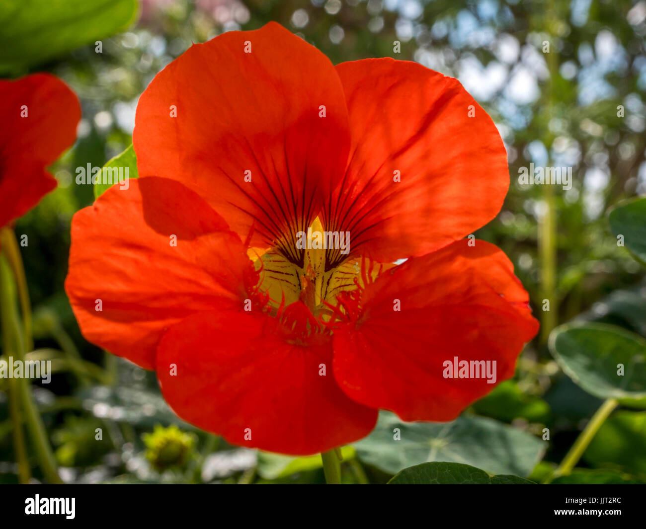 Red Nasturtium (Tropaeolum majus), Bavaria, Germany Stock Photo