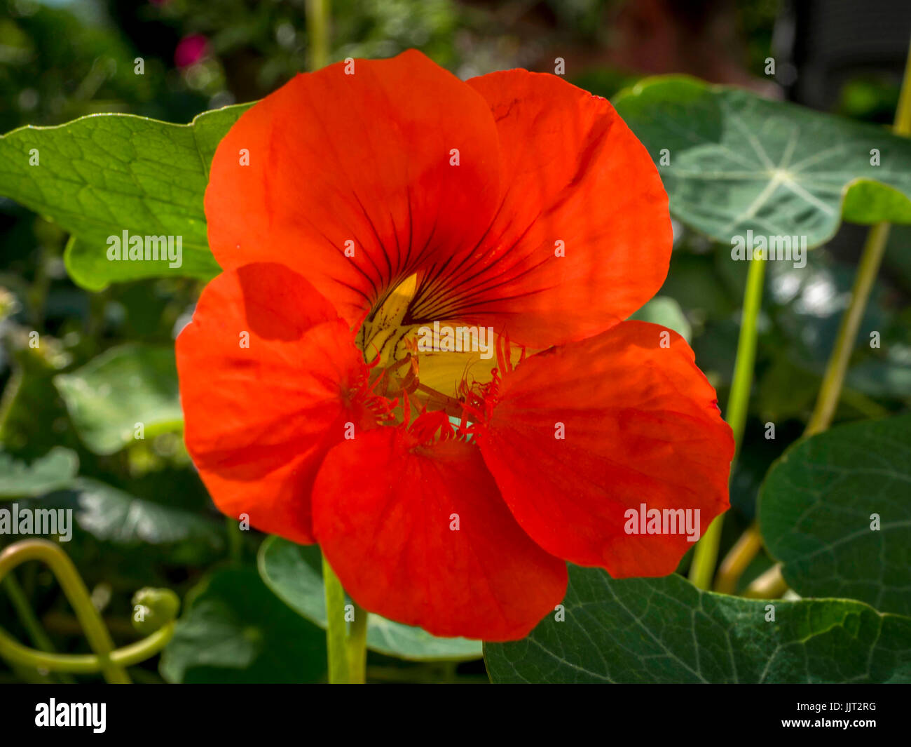 Red Nasturtium (Tropaeolum majus), Bavaria, Germany Stock Photo