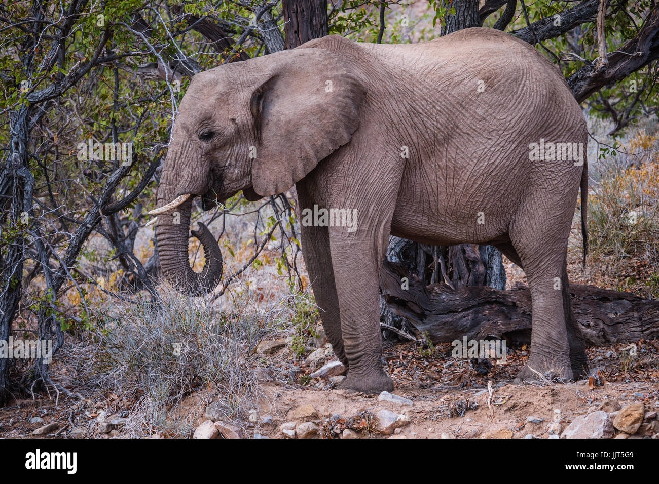Desert elephant in Namibia, Africa, one of the world's oldest deserts. Stock Photo