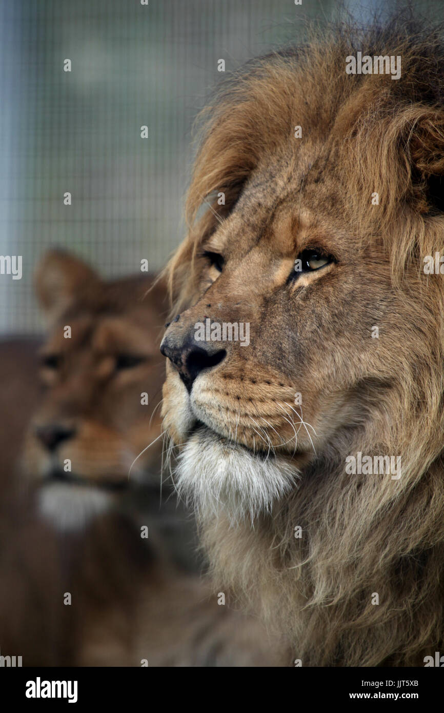 Male and female African lion, Linton Zoo, Linton, Cambridgeshire, England  Stock Photo - Alamy