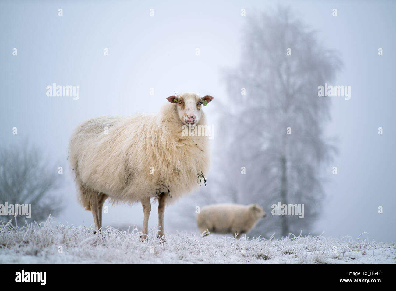 A curious sheep in a frozen wintry scene Stock Photo